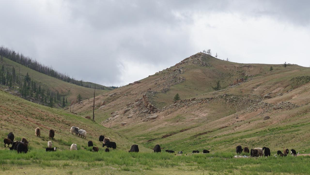 My Mongolia Eco Ger Camp Hotel Nalajh Kültér fotó